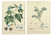 MILLER John Frederick 1700-1800,Two Botanicals,Susanin's US 2016-03-19