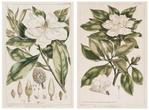 MILLER PHILIP 1691-1771,Magnolia / Jasminum,1757,Heffel CA 2021-10-28