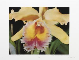 MINOSUKE HIROE 1914,Orchid Flowers,Bonhams GB 2014-02-10