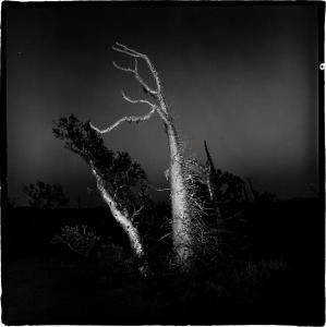 MISRACH Richard 1949,Boojum Tree #5, Baja,1976,Sotheby's GB 2024-04-10