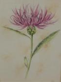 MITCHELL Alison 1900,Pink cornflower - No. 37,2000,Golding Young & Mawer GB 2017-06-14