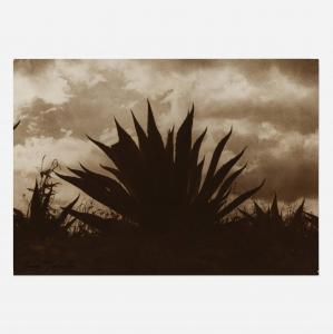 MODOTTI Tina,Untitled (Maguey) Untitled (Maguey),c. 1926,Los Angeles Modern Auctions 2023-12-01