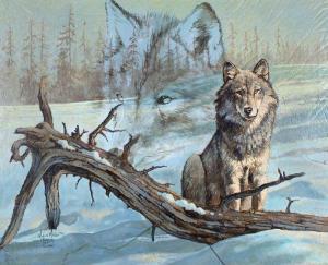 MOLLER Kobus 1949,Timber Wolf,Jackson Hole US 2022-02-18