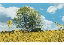 MOMOSE Tomohiro,Wind of rape blossom,Mainichi Auction JP 2020-12-04