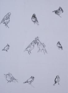 Montague Sibyl 1979,Bird Study 01,Adams IE 2007-12-11
