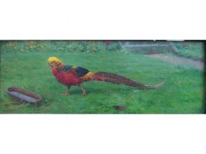 MONTEFIORE Edward Brice Stanley 1872-1909,GOLDEN PHEASANT, PAINTED FROM NATURE AT WARD'S ,Lawrences 2011-10-14