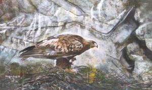 MOODY FRANK E,Study of a Golden Eagle,Cheffins GB 2012-06-28