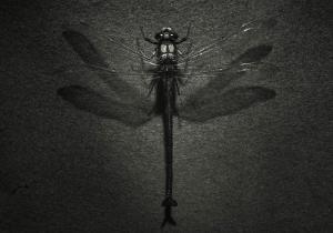 MOORE Casey,Giant Bush Dragonfly,2013,International Art Centre NZ 2017-05-16