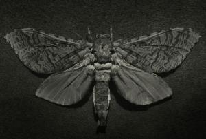 MOORE Casey,Puriri Moth,2013,International Art Centre NZ 2016-10-12