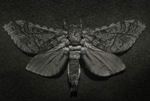 MOORE Casey,Puriri Moth,2013,International Art Centre NZ 2017-05-16