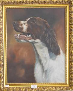 MOORE Jason,Springer Spaniel portrait,Gilding's GB 2017-05-09