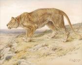 MORLEY Robert 1857-1941,Lioness,Dreweatt-Neate GB 2012-07-04