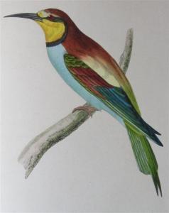 MORRIS Francis Orpen 1810-1893,British birds,1863,Lyon & Turnbull GB 2013-01-16