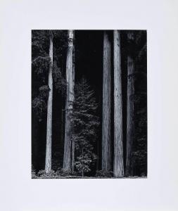 MUENCH David 1936,Sequoia Sempervirens,1981,Brunk Auctions US 2022-10-14