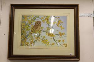 MULLINGS Pam,Study of a Tawny Owl,Henry Aldridge GB 2017-01-28