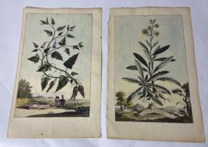 MUNTING Abraham 1626-1683,Botanical,1696,Theodore Bruce AU 2023-01-15