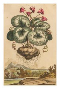 MUNTING Abraham 1626-1683,Cyclamen rotundifolium maius Autumnale,Hindman US 2014-10-14