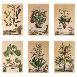 MUNTING Abraham 1626-1683,Six Botanical Engravings,18th century,Leland Little US 2024-01-18
