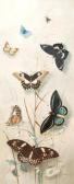 MURCOTT A,Butterflies,Theodore Bruce AU 2012-07-30