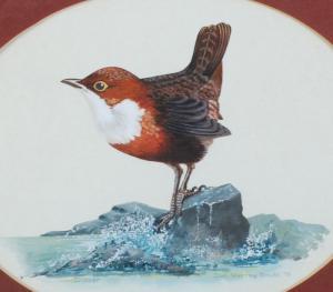 MURRAY SMITH Dan 1900,Dipper standing on a rock in a stream,1979,Capes Dunn GB 2016-05-17