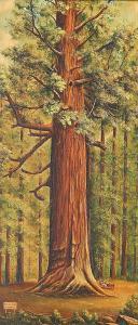MURRAY W,Grizzly Giant - Yosemite,1935,Rachel Davis US 2014-12-14