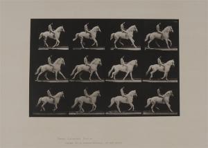 MUYBRIDGE Eadweard 1830-1904,ANIMAL LOCOMOTION,Stair Galleries US 2013-02-16