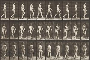 MUYBRIDGE Eadweard 1830-1904,Animal Locomotion,1887,Swann Galleries US 2024-02-15