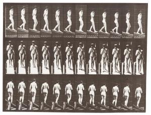 MUYBRIDGE Eadweard 1830-1904,Animal Locomotion, Plate 116,1887,Christie's GB 2019-04-02