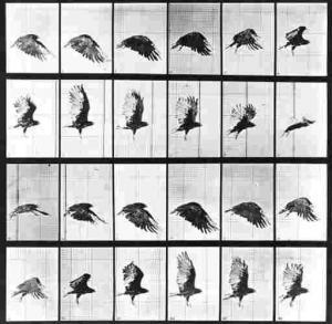 MUYBRIDGE Eadweard 1830-1904,Bird in flight; and Cat leaping,Christie's GB 2000-04-04