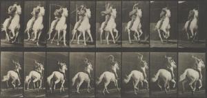 MUYBRIDGE Eadweard,Pl. 634 (Galloping Horse), from Animal Locomotion,1887,Bonhams 2017-04-25