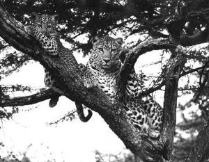 MYERS Norman 1934-2019,Léopards dans un arbre, Kenya,1960,Piasa FR 2011-06-29