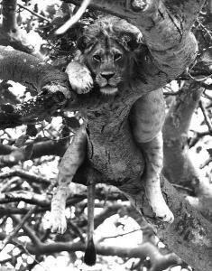 MYERS Norman 1934-2019,Lion dans un arbre, Kenya,1960,Piasa FR 2011-06-29