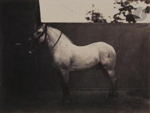NADAR Adrien 1825-1903,Concours général et national d\’agriculture à Pari,1860,Ader FR 2021-06-23