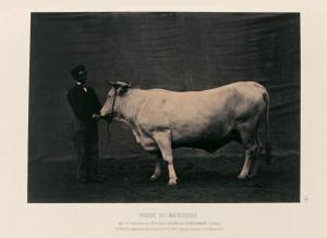 NADAR Adrien 1825-1903,Vache de Mariahof-Autriche,Beaussant-Lefèvre FR 2015-06-03