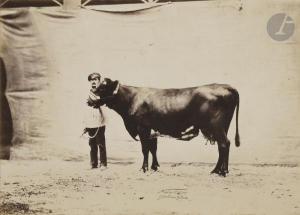 NADAR Adrien 1825-1903,Vache flamande,1856,Ader FR 2019-11-07