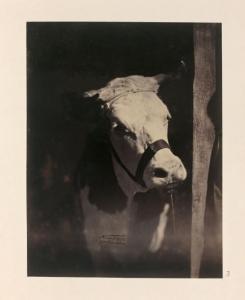 NADAR Adrien 1825-1903,Vache normande-France, Calvados,Beaussant-Lefèvre FR 2015-06-03