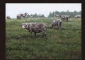 NAKAMURA Hideo,A flock of sheep,Mainichi Auction JP 2009-10-02