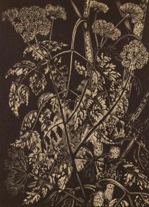 NASH John Northcote,Hemlock (from William Dallimore, Poisonous Plants,,Rosebery's 2024-04-23