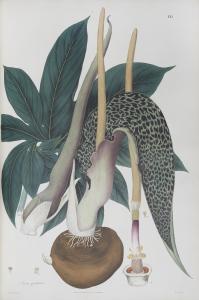 NATHANIEL WALLICH 1786-1854,Plantae Asiaticae Rariores,1832,Bonhams GB 2014-10-22