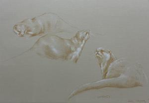 NAYLOR John 1960,Otters,1993,David Duggleby Limited GB 2023-08-26