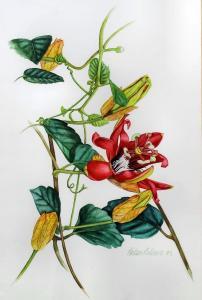 NEAVE Helen L,Passiflora Vitifolia,1993,Canterbury Auction GB 2017-04-04