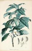 NEES VON ESENBECK & CHRISTIAN GOTTFRIED,Magnolia pumila,1825,DAWO Auktionen DE 2017-02-17