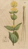 NEES VON ESENBECK Elise 1842-1921,Plantae officinales,Ketterer DE 2014-11-17