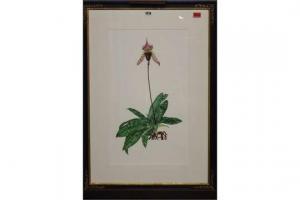NESSLER Kate,Botanical specimens,1995,Bellmans Fine Art Auctioneers GB 2015-02-18