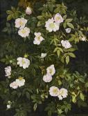 NEWCOMBE Peter 1943,Dog roses,1989,Rosebery's GB 2023-03-14