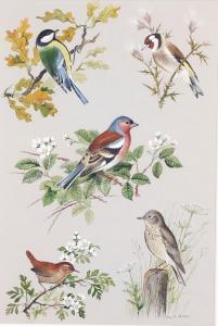 NICHOLAS Paul Alexander,garden birds - Great Tit, Goldfinch, Chaffinch, Wr,Denhams 2022-05-04