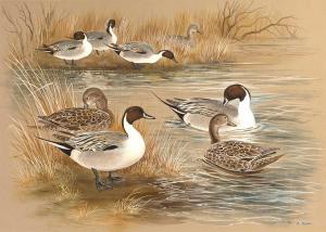 NICHOLAS Paul Alexander 1943-2007,Pintail ducks,Mallams GB 2023-01-11