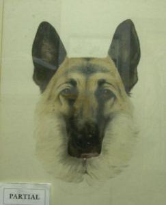 NICHOLS M.C,German Shepherd Dog Portraits,1947,Skinner US 2006-09-22