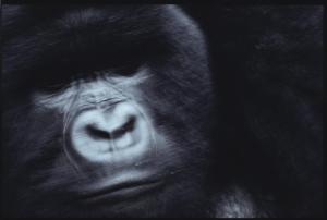 NICHOLS MICHAEL 1952,Silverback Gorilla,1989,Christie's GB 2012-12-06