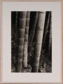 NICHOLSON DANA 1960,BAMBOO TREE,1991,Stair Galleries US 2013-02-16